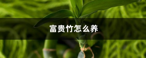 富贵竹怎么养