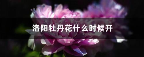 洛阳牡丹花什么时候开