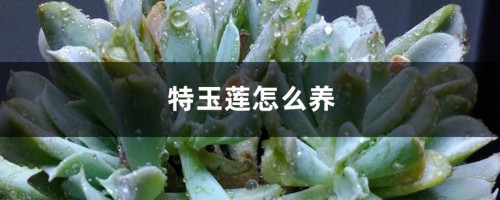 特玉莲怎么养