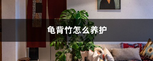 龟背竹怎么养护