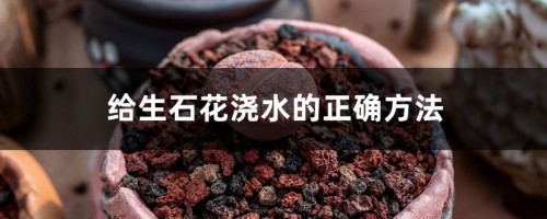 给生石花浇水的正确方法