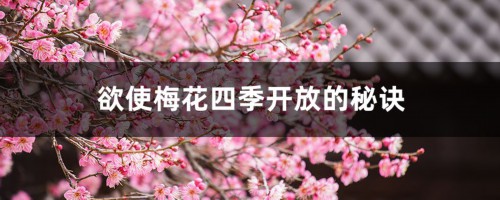 欲使梅花四季开放的秘诀